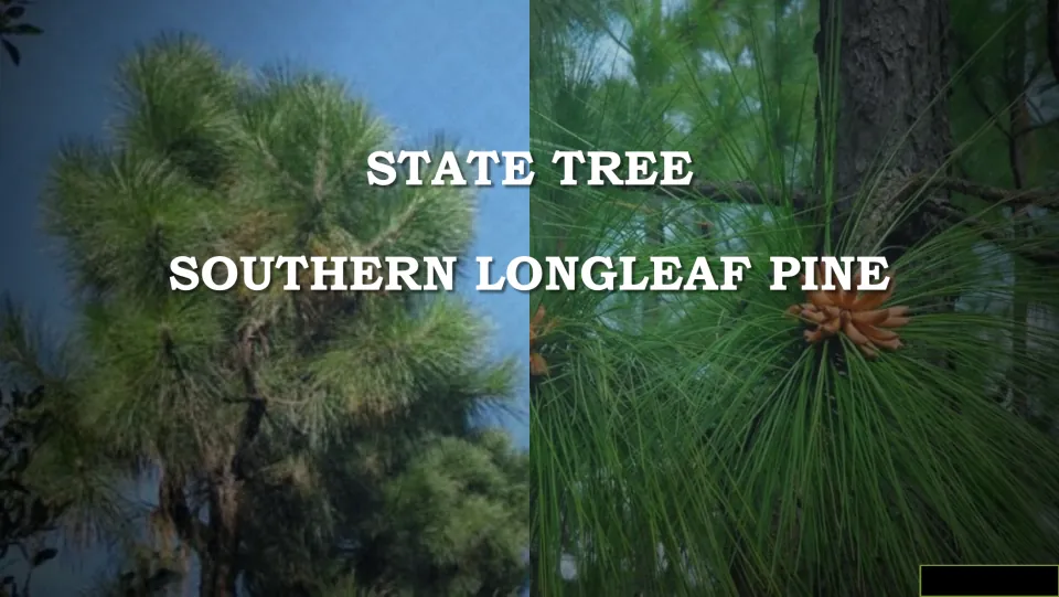 State tree introduction slide identifying the southern longleaf pine with photographs of the tree and needles
