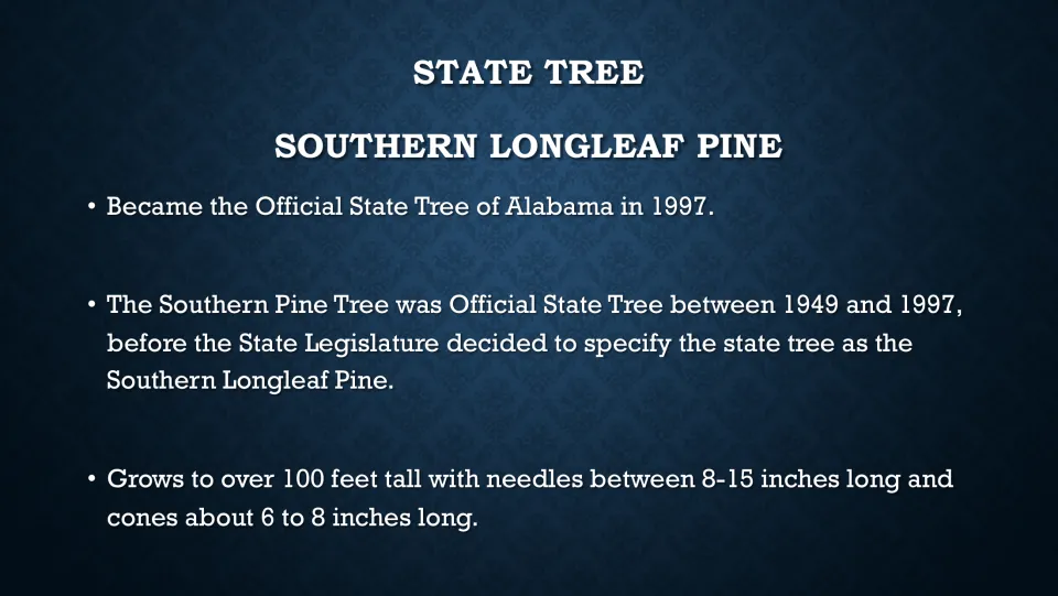 Southern longleaf pine fact slide explaining its 1997 designation, earlier state tree, and needle and cone lengths