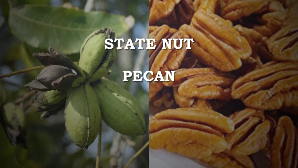 State nut introduction slide identifying the pecan with photographs of pecans in green husks and shelled kernels