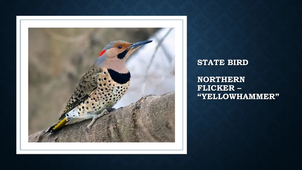 State bird introduction slide identifying the northern flicker, called 'yellowhammer,' with a perched bird photo