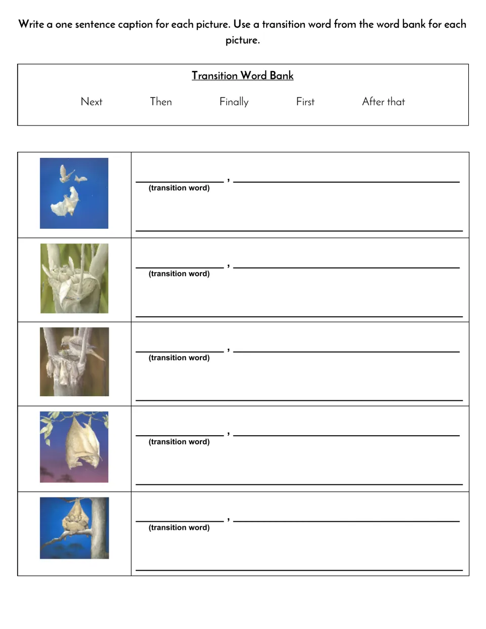 Transition words: students write a one-sentence caption with a word-bank transition for each of five Stellaluna pictures