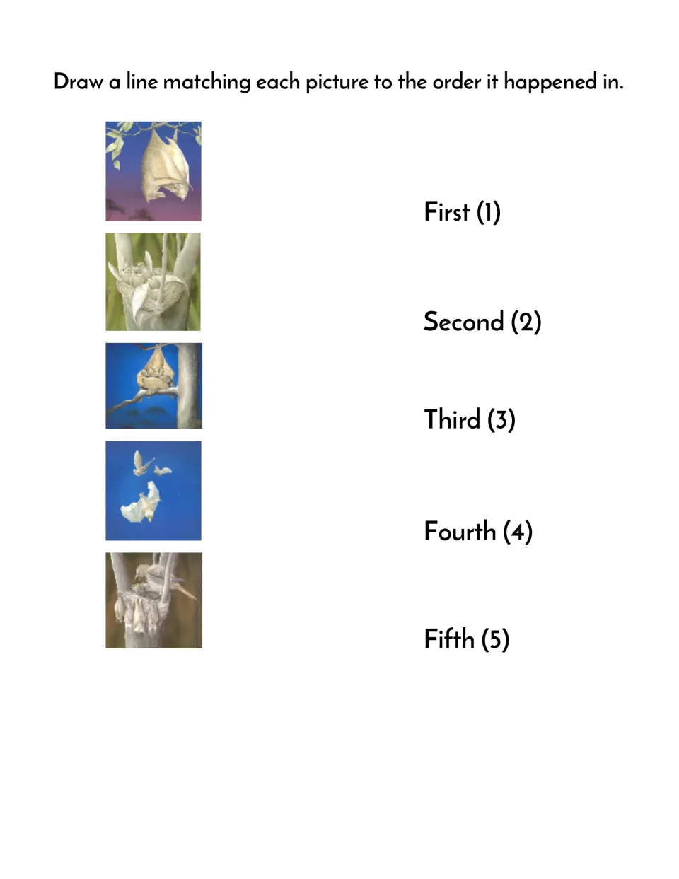 Story sequencing: students draw a line from each of five Stellaluna bat illustrations to its place, First through Fifth