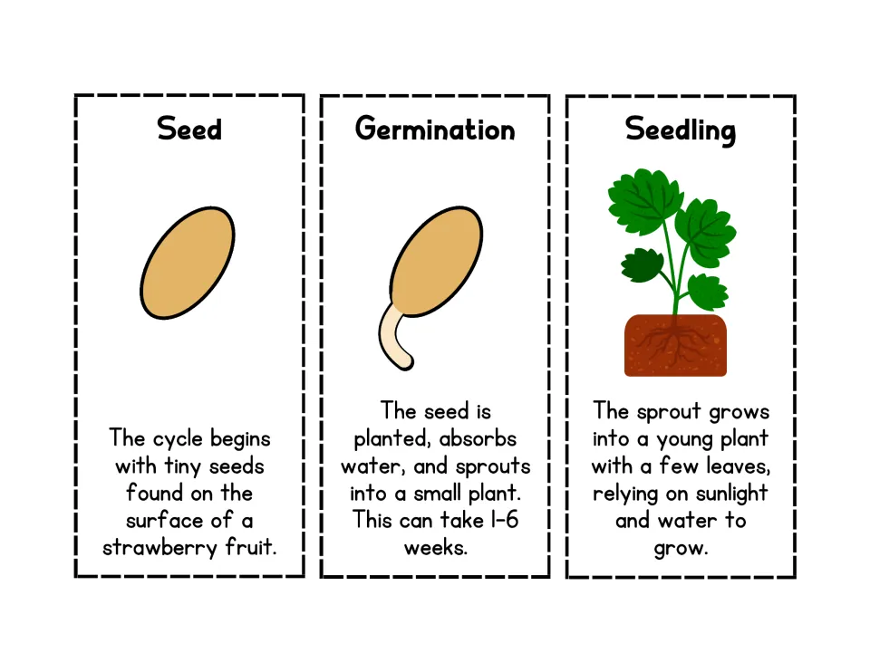 Strawberry life cycle stages Seed, Germination and Seedling, each with an illustration and a short description to cut out