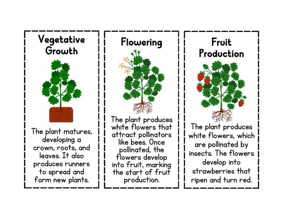 Plant growth stages Vegetative Growth, Flowering and Fruit Production with plant illustrations and short descriptions