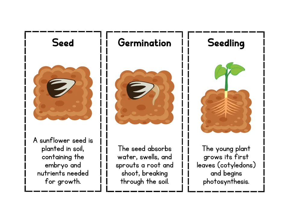Sunflower life stages cards: Seed, Germination and Seedling, each with a picture and a short description to cut and paste