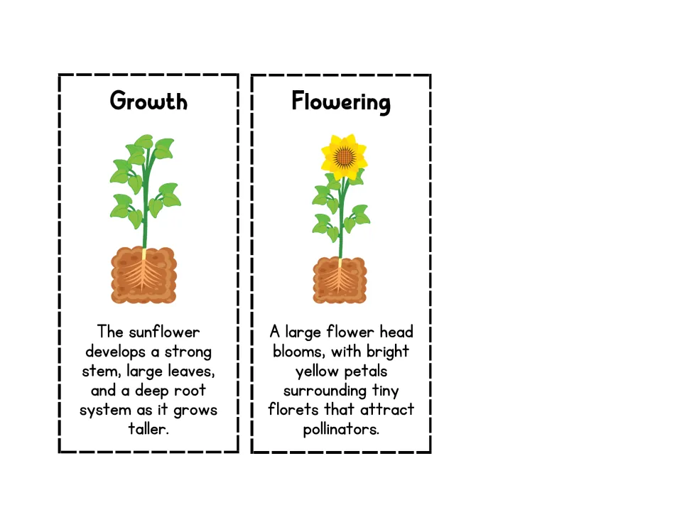 Growth and Flowering cards: students cut out the last two stages, a leafy stem and a yellow bloom attracting pollinators