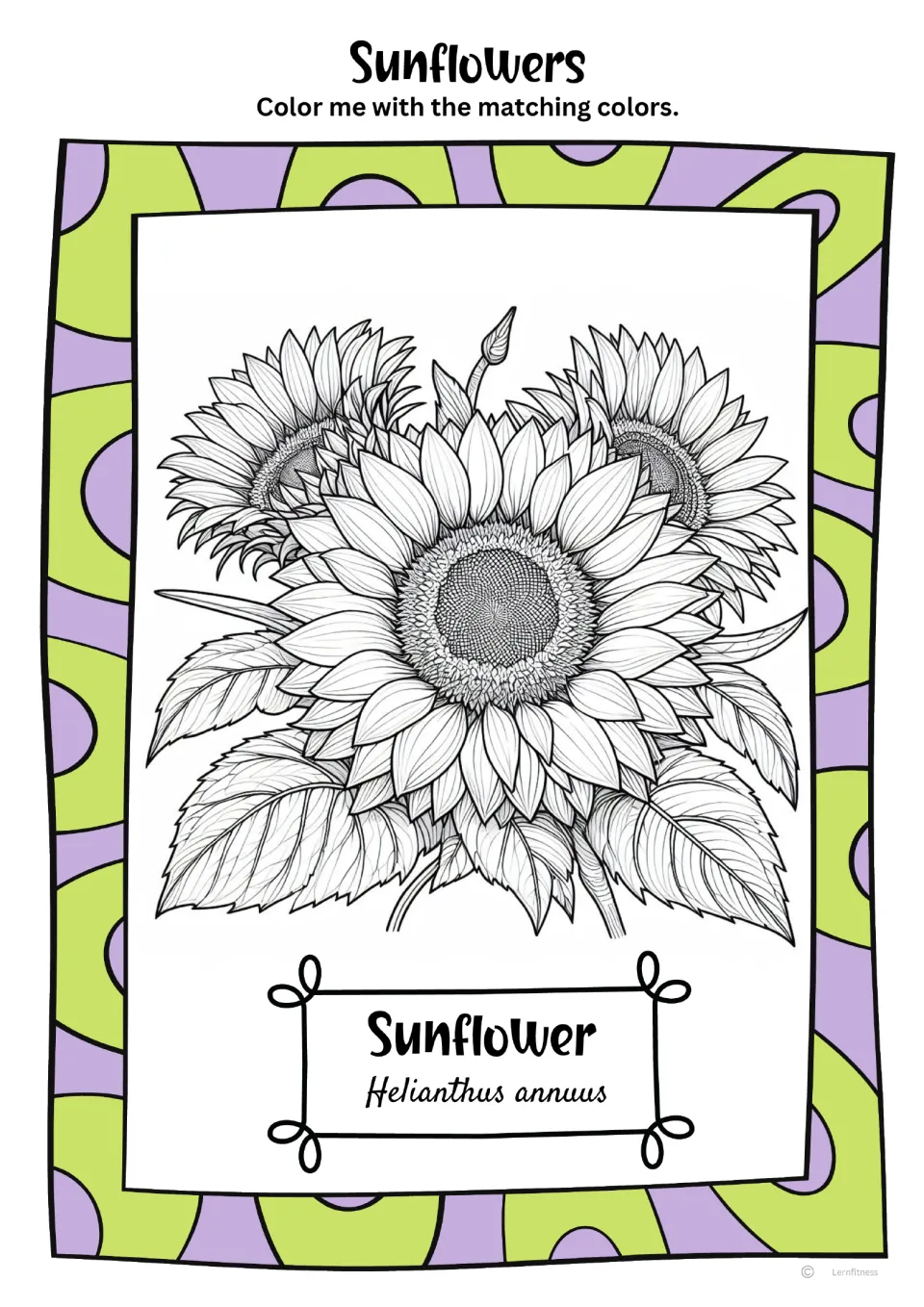 Color version of the coloring sheet showing three sunflowers and leaves, labeled 'Sunflower' and 'Helianthus annuus'.