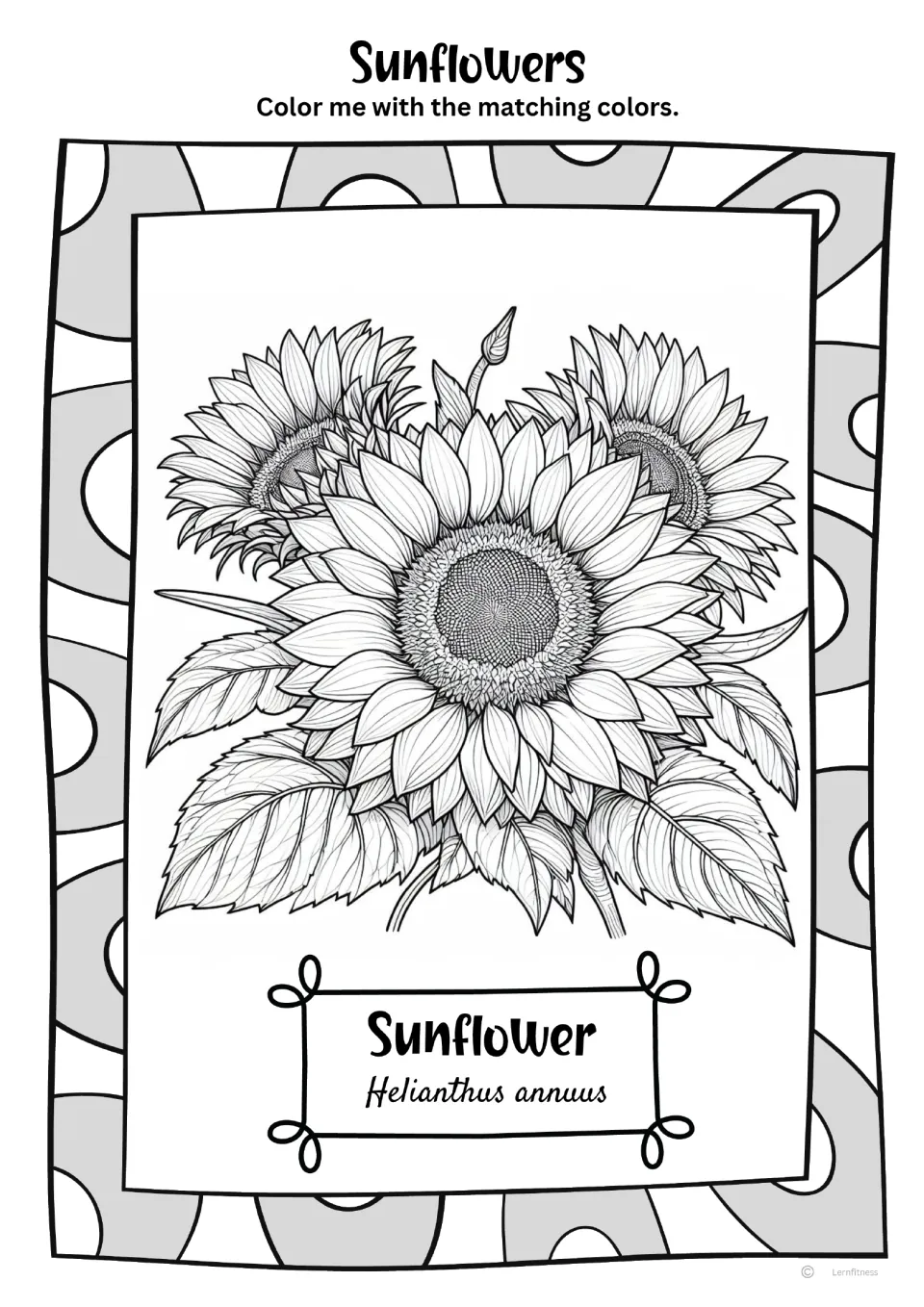 Black-and-white sunflower coloring sheet showing three blooms and leaves, with the label 'Helianthus annuus'.