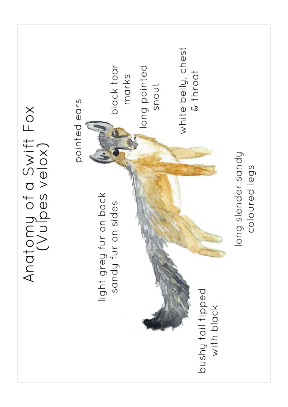 Swift fox anatomy poster: watercolor fox labeled with pointed ears, long snout, tear marks, white chest, legs and tail