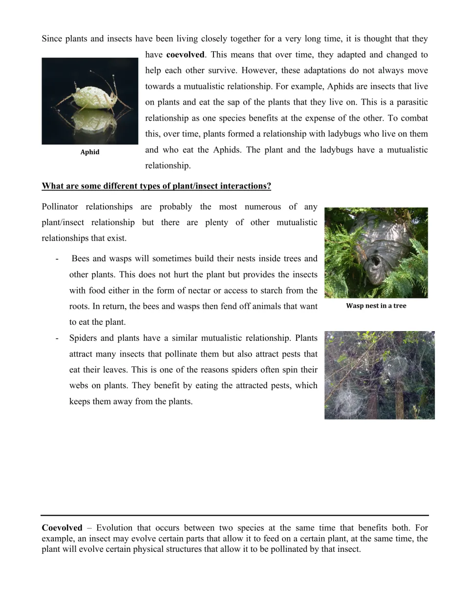 Reading part 2: coevolution, aphids and ladybugs, nesting bees and wasps, and spiders protecting plants