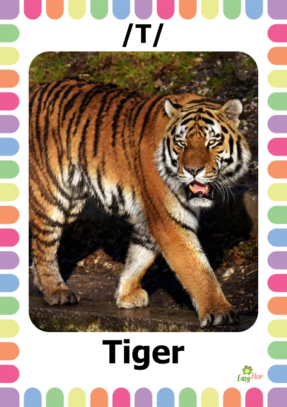 Vocabulary flashcard 5 of 20: /T/ and Tiger, with a photograph of an orange and black tiger walking outdoors