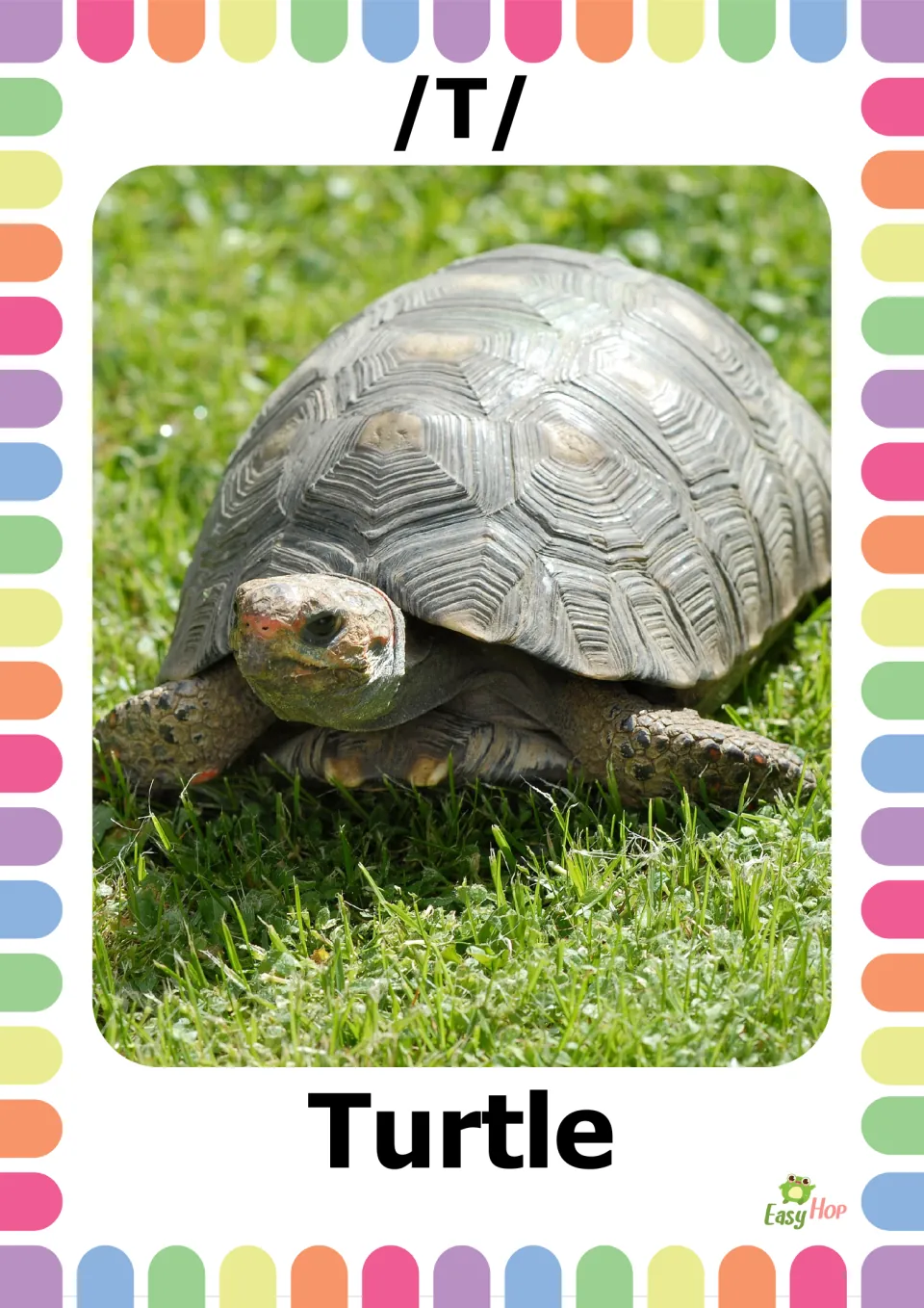 Vocabulary flashcard 6 of 20: /T/ and Turtle, with a photograph of a shelled reptile resting on green grass