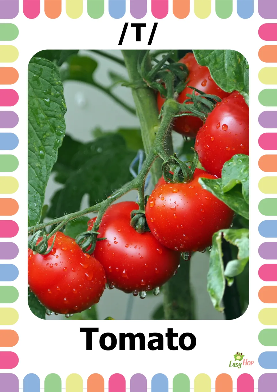 Vocabulary flashcard 7 of 20: /T/ and Tomato, with a photograph of red tomatoes growing on a leafy vine