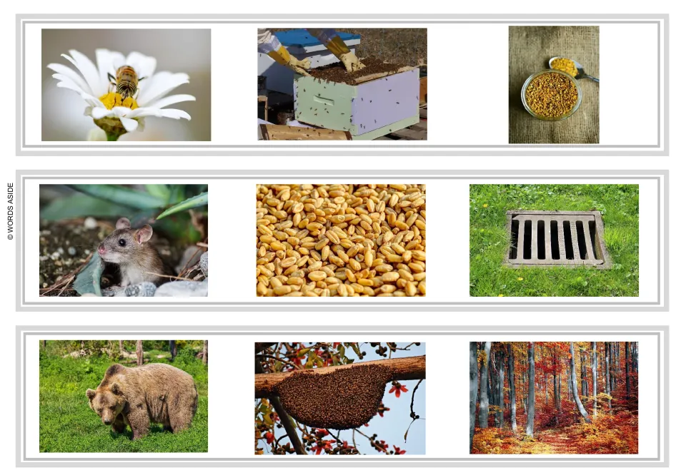 Sentence and story task strips 10–12: bee, beehive, pollen; mouse, grain, drain; bear, bee colony, forest