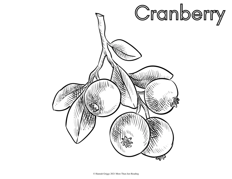 Thanksgiving coloring sheet labeled 'Cranberry' featuring a leafy branch bearing four round cranberries