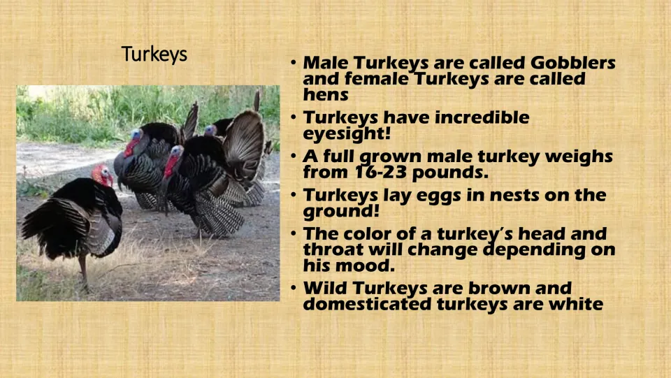 Turkey facts card: gobblers and hens, keen eyesight, 16-23 pound males, ground nests and head color that changes with mood