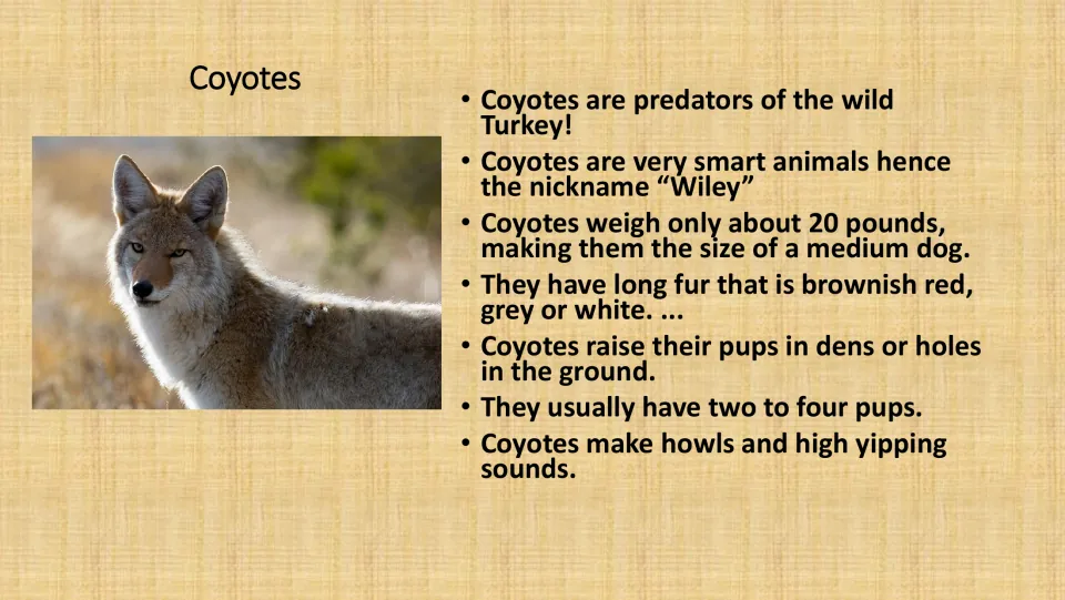 Coyote facts card: turkey predator, the nickname Wiley, about 20 pounds, dens for pups, two to four pups, howls and yips
