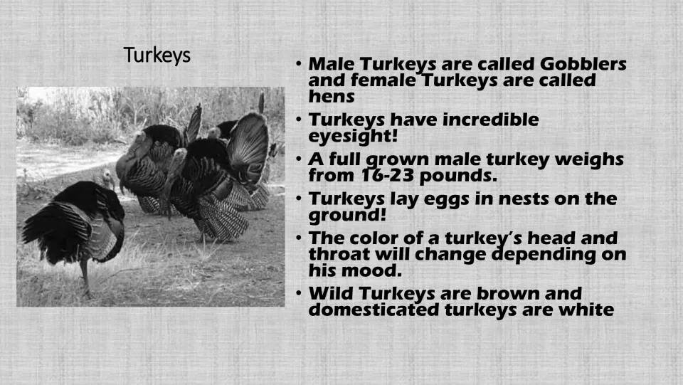 Grayscale turkey information card with a photo of wild turkeys and six facts for small groups to read before the game