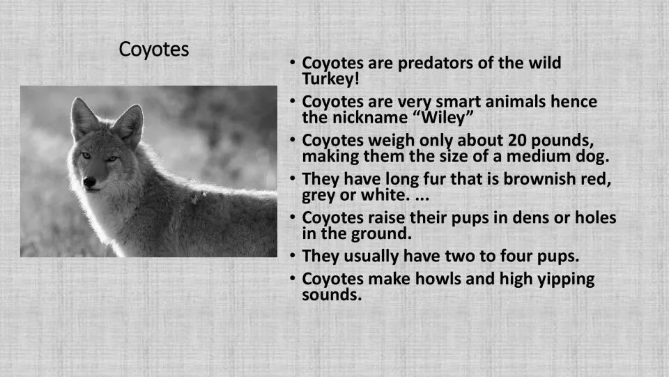 Grayscale coyote information card with a coyote photo and seven facts on size, fur, pups and sounds for group reading