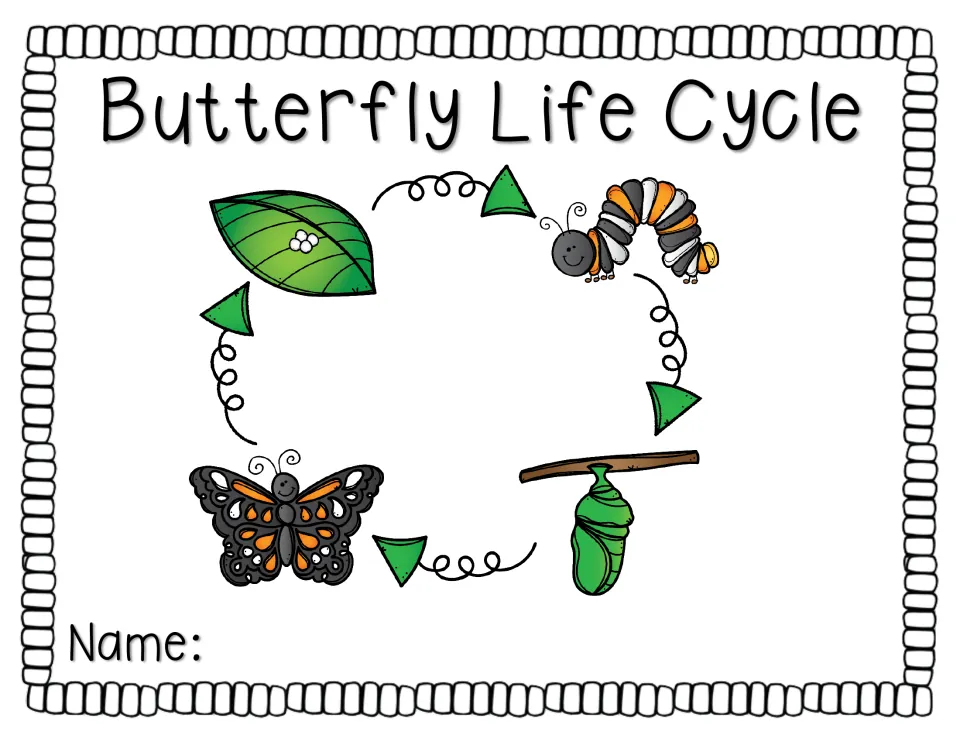 Color life cycle circle: arrows link eggs on a leaf, a caterpillar, a chrysalis and a butterfly, with a Name label below
