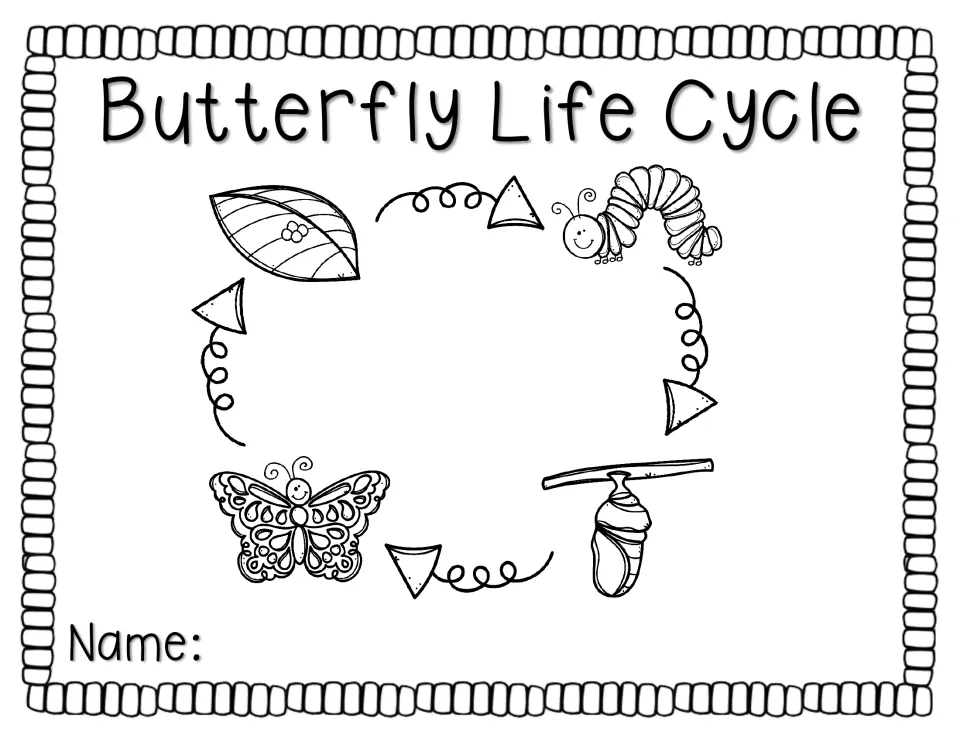 Black-and-white life cycle circle for coloring: eggs on a leaf, caterpillar, chrysalis and adult butterfly joined by arrows
