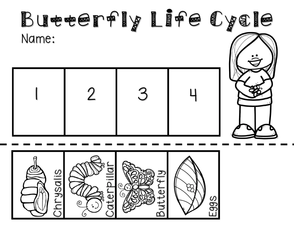 Life cycle sequencing: students cut out chrysalis, caterpillar, butterfly and eggs pictures and glue them in order 1 to 4