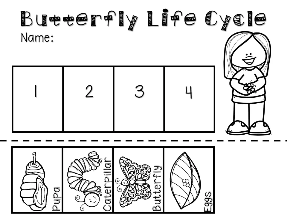 Life cycle sequencing with the word pupa: students cut out eggs, caterpillar, pupa and butterfly cards to order 1 to 4