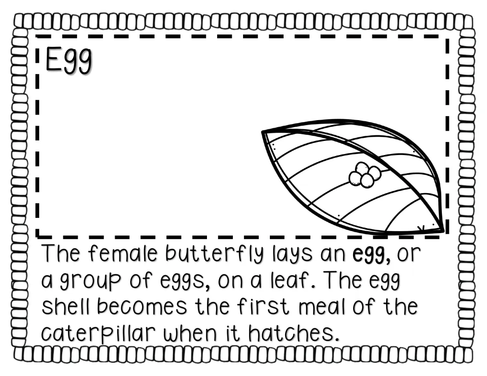Egg stage: a female lays eggs on a leaf and the shell becomes the caterpillar's first meal; leaf with eggs shown above