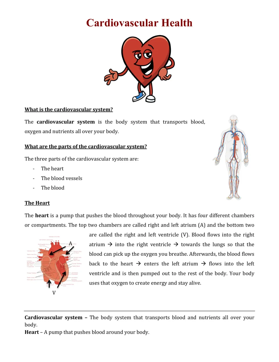 Reading part 1: the cardiovascular system's three parts, heart chambers, and blood flow through the heart