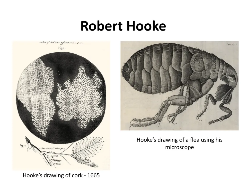Robert Hooke's original drawings: magnified cork cells from 1665 and a detailed flea seen through his microscope