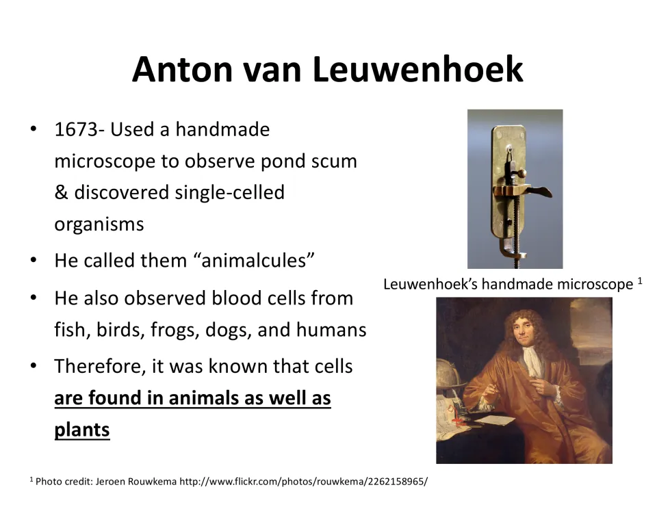 Anton van Leuwenhoek: 1673 handmade microscope reveals animalcules and blood cells, showing cells exist in animals too