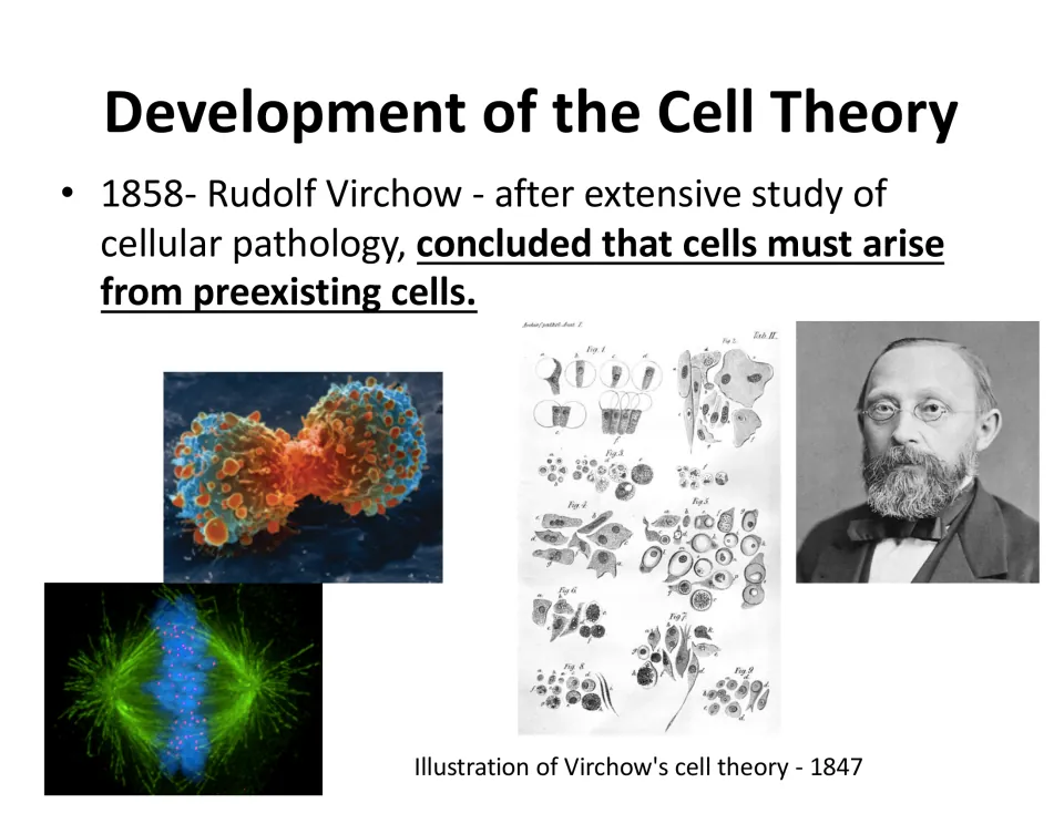 Rudolf Virchow's 1858 conclusion that cells arise from preexisting cells, with his portrait and images of dividing cells