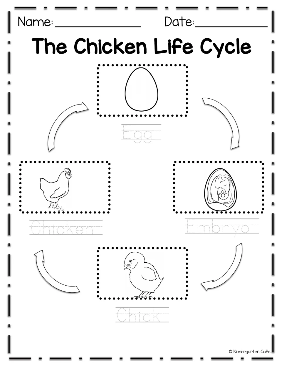 Chicken life cycle: students trace Egg, Embryo, Chick and Chicken below pictures, following arrows to sequence stages