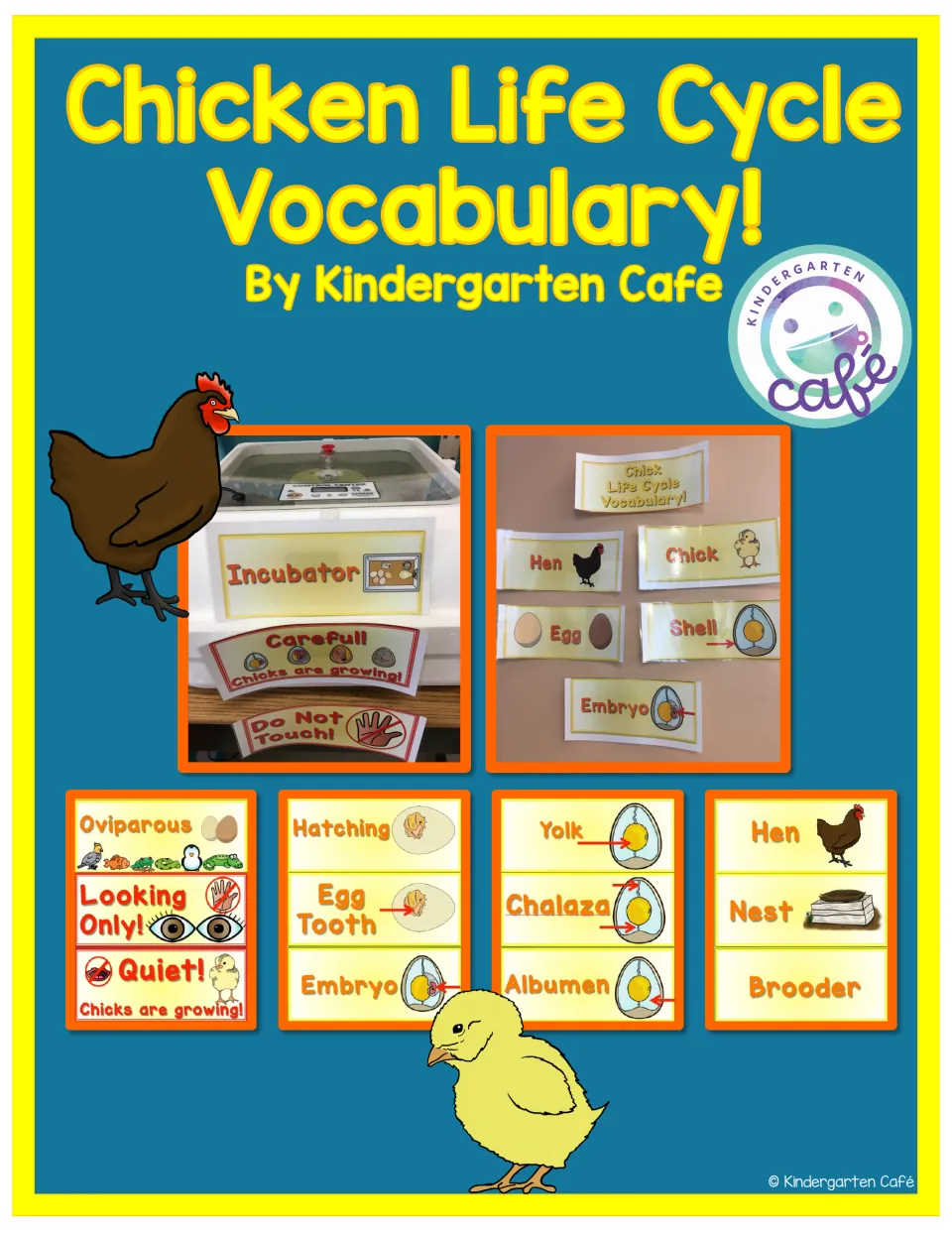 Cover of The Chicken Life Cycle - Vocabulary Cards, showing sample cards and signs displayed on an incubator