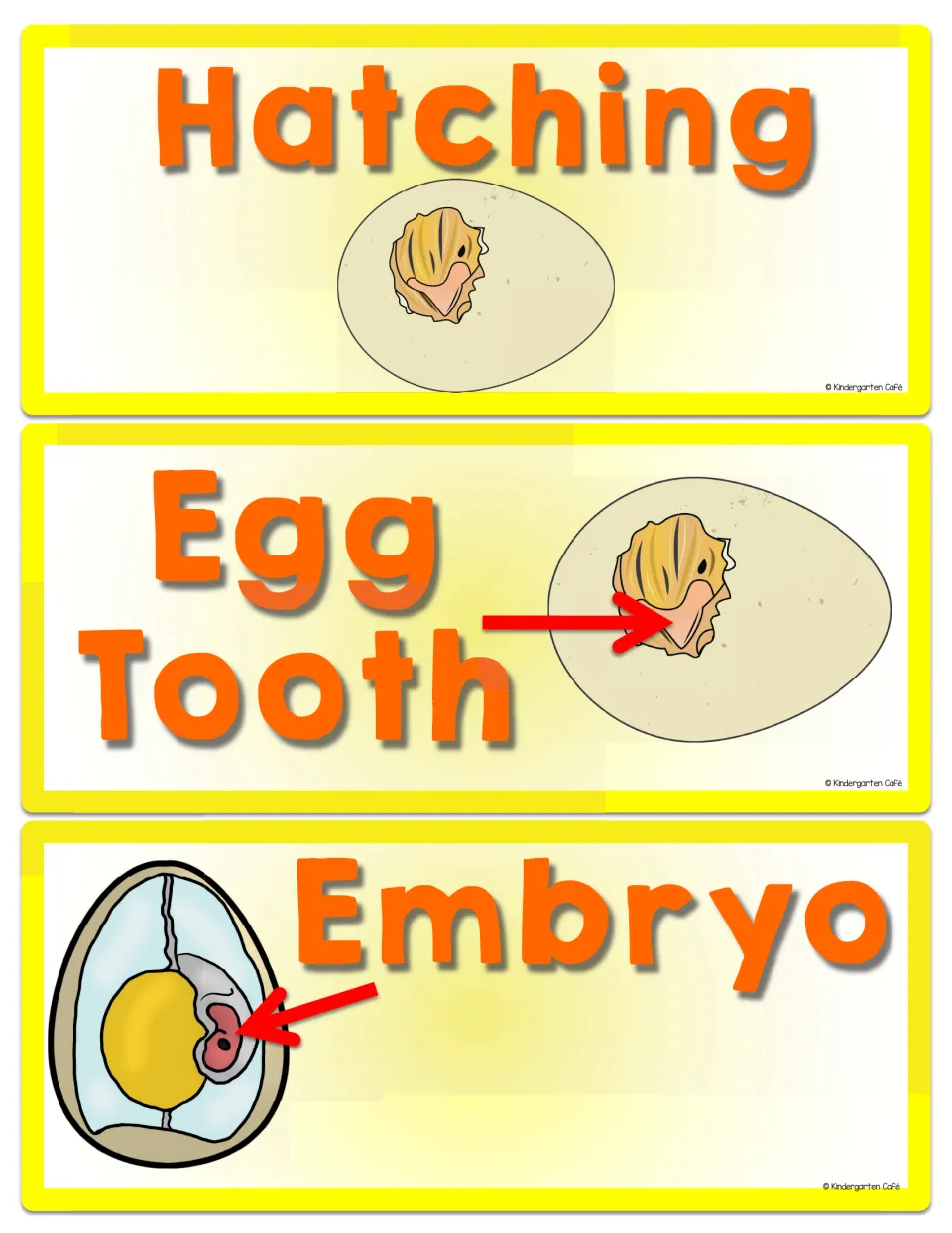 Chicken life cycle cards for hatching, egg tooth, and embryo, with arrows identifying egg tooth and embryo