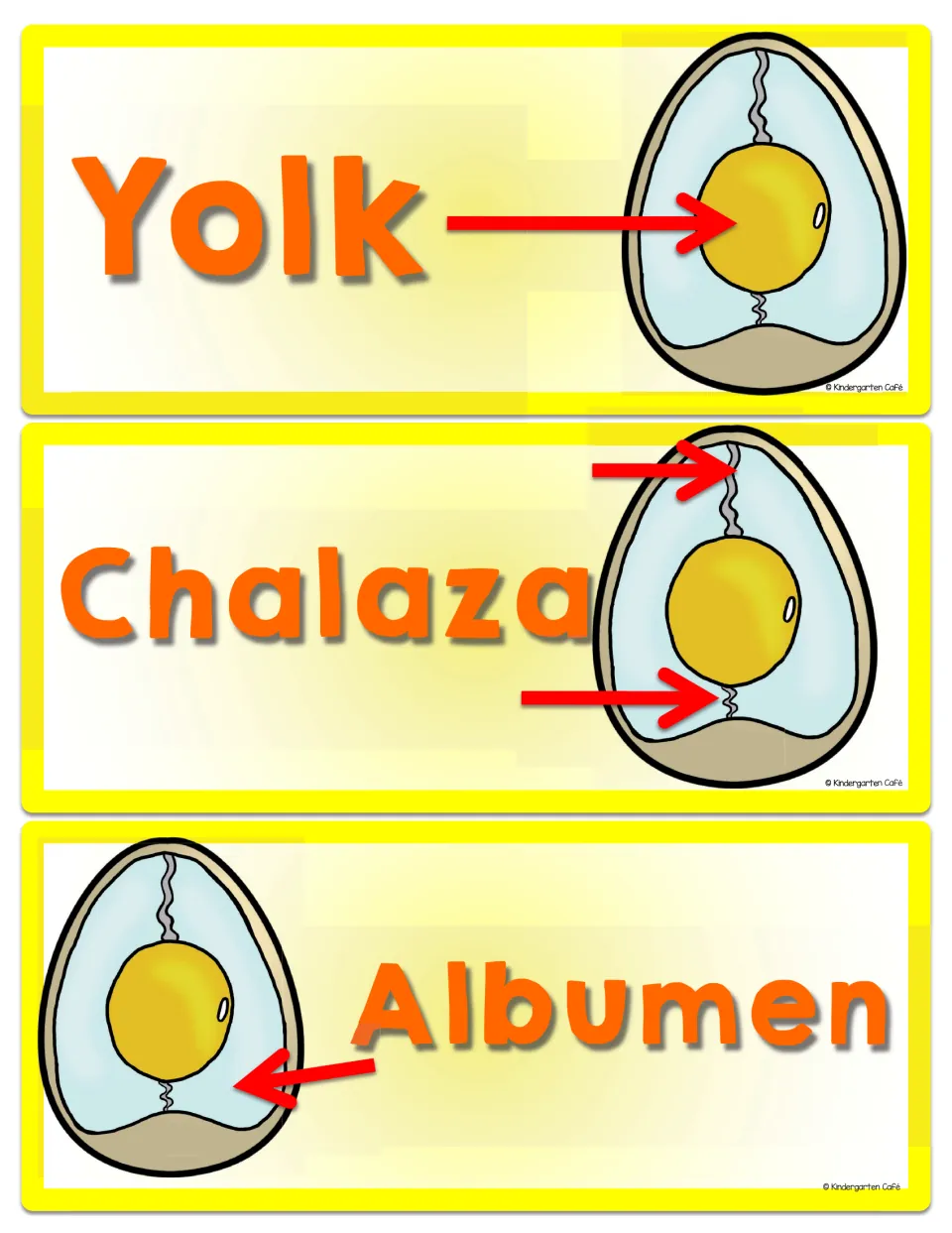 Chicken egg anatomy vocabulary cards for yolk, chalaza, and albumen, with arrows labeling egg diagrams