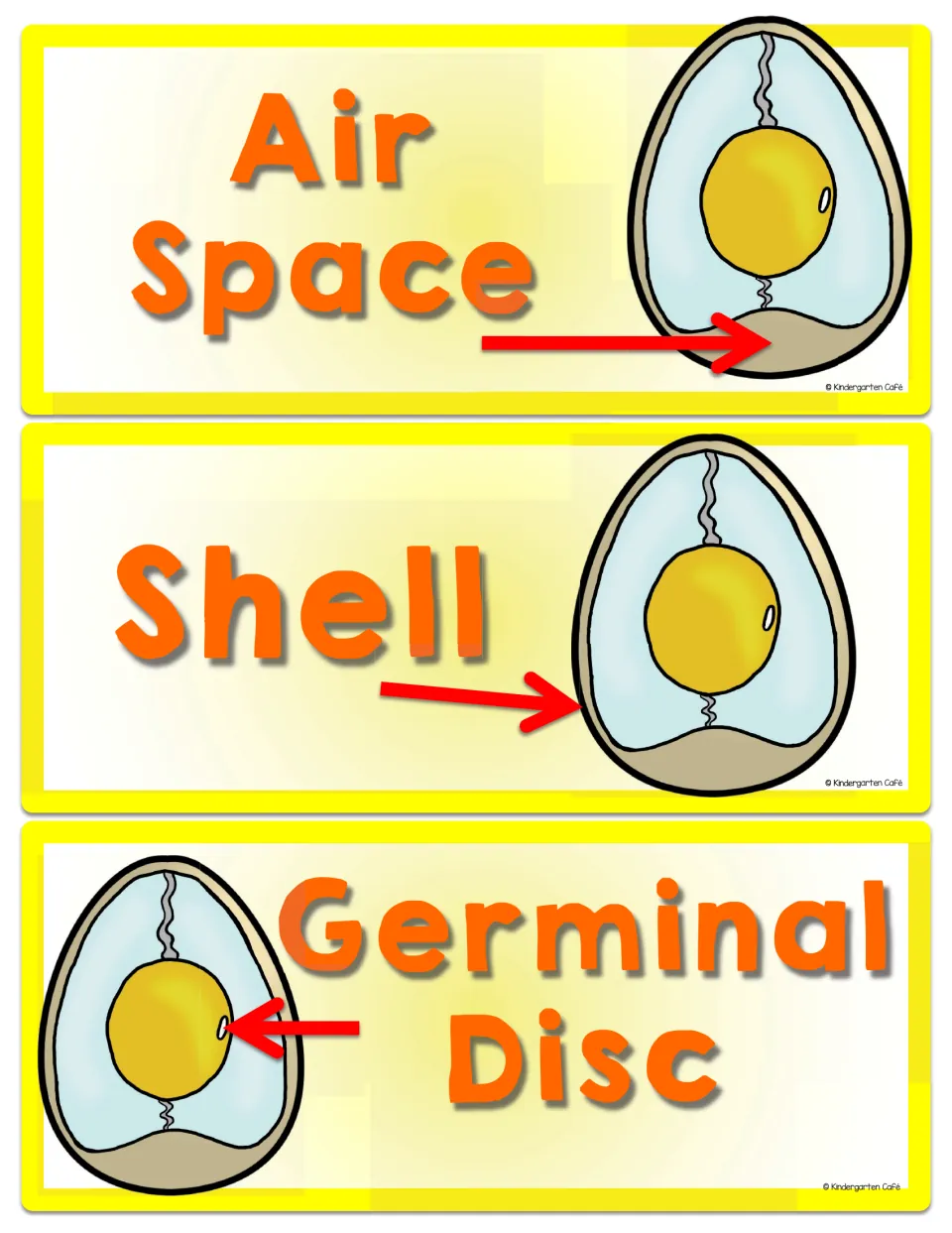 Chicken egg anatomy cards for air space, shell, and germinal disc, with arrows identifying each part