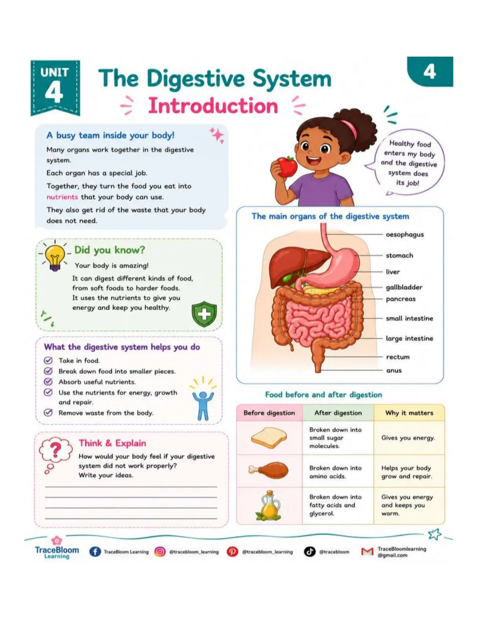Second introduction names digestive organs and compares bread, meat, and oil before and after digestion