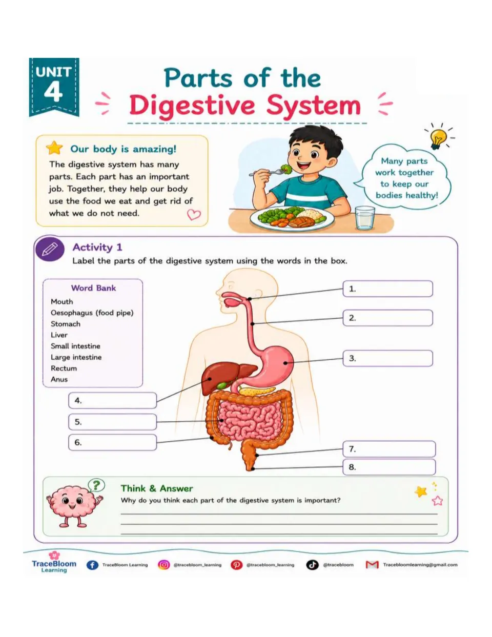 Activity 1 asks students to label eight digestive parts, including the mouth, esophagus, stomach, and liver