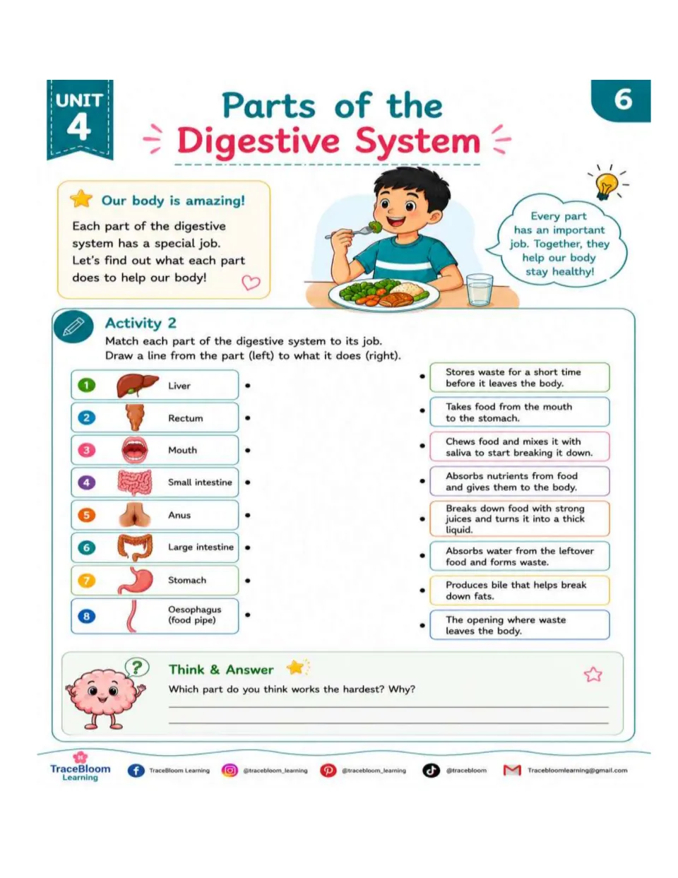 Activity 2 matches eight digestive parts to jobs, including making bile, absorbing nutrients, and storing waste
