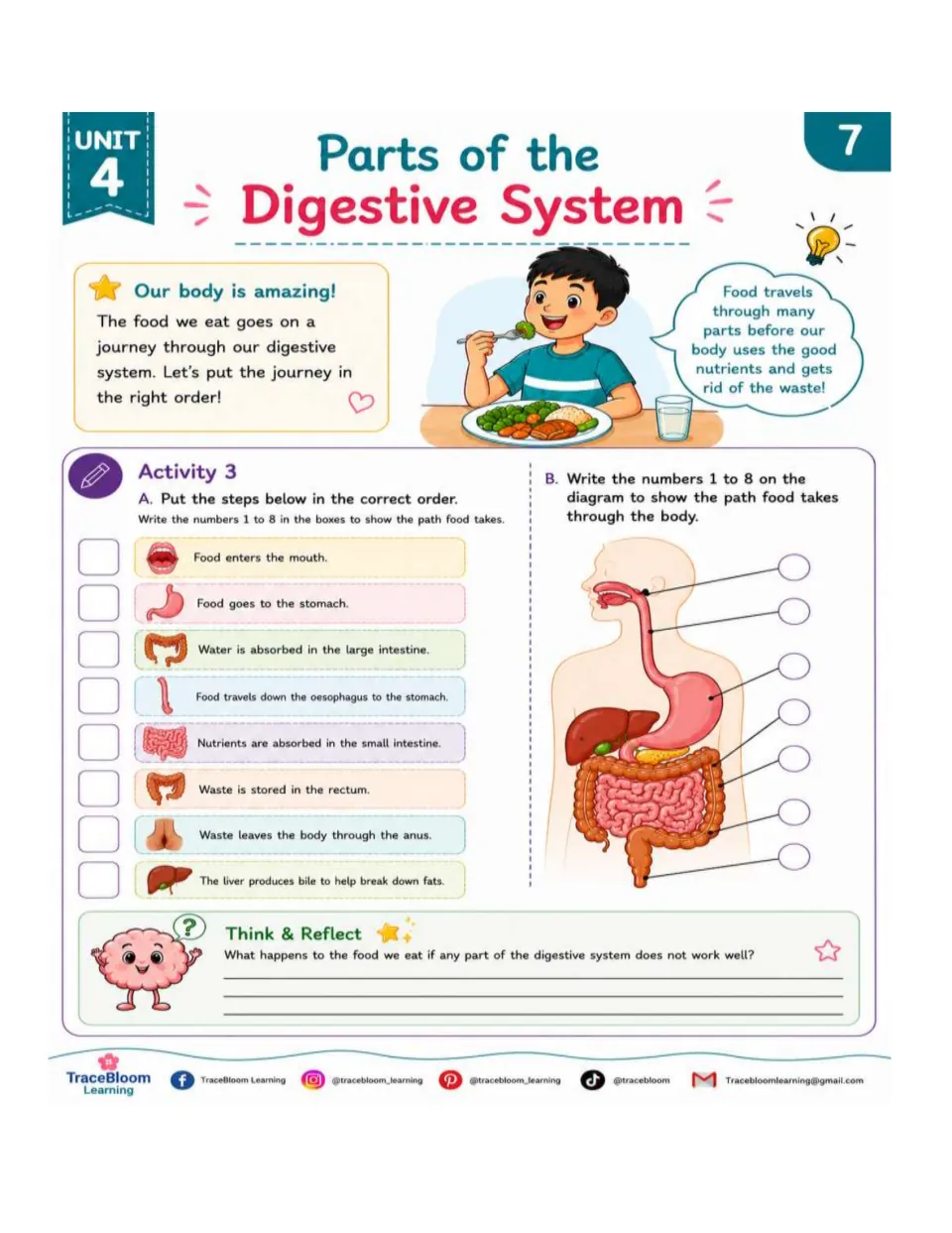 Activity 3 asks students to order eight digestion statements and number a diagram to show food's path