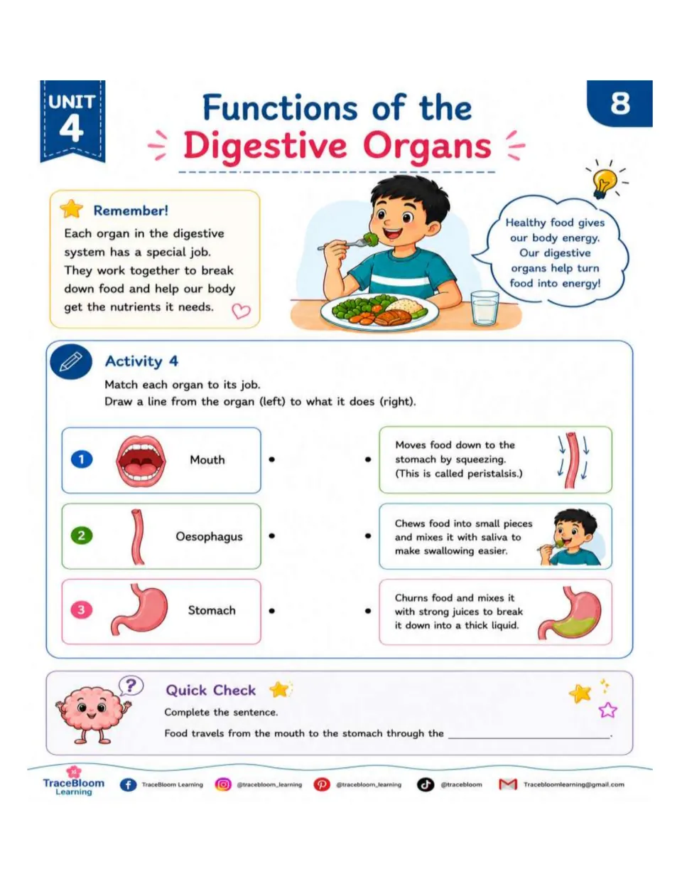 Activity 4 matches the mouth, esophagus, and stomach to chewing, moving food, and churning food with juices