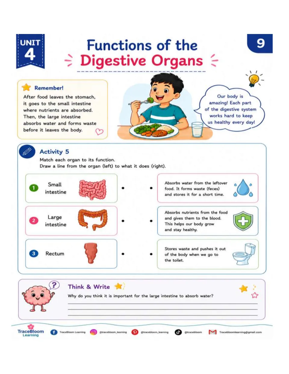 Activity 5 matches the small intestine, large intestine, and rectum to nutrient, water, and waste functions