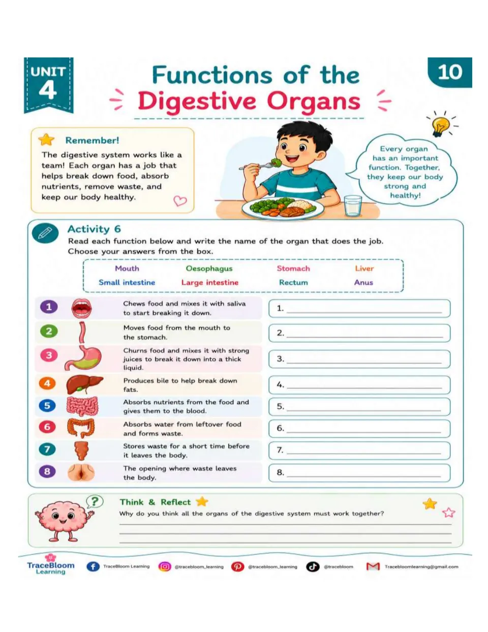 Activity 6 asks students to name eight digestive organs from function clues, then explain how they work together