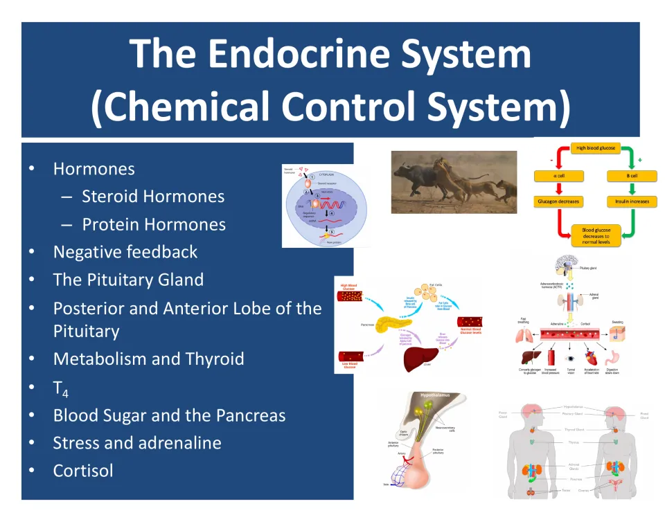 Endocrine System (Chemical Control System) title slide listing hormones, negative feedback, pituitary, thyroid and cortisol
