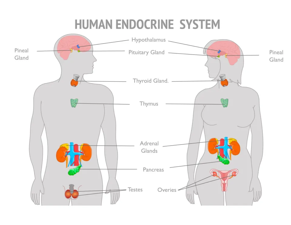 Human endocrine system diagram labeling hypothalamus, pituitary, pineal, thyroid, thymus, adrenals, pancreas and gonads