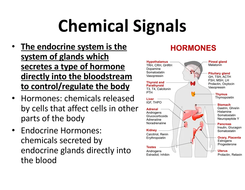 Chemical Signals slide defining hormones and endocrine hormones, with a body chart of glands and the hormones each secretes