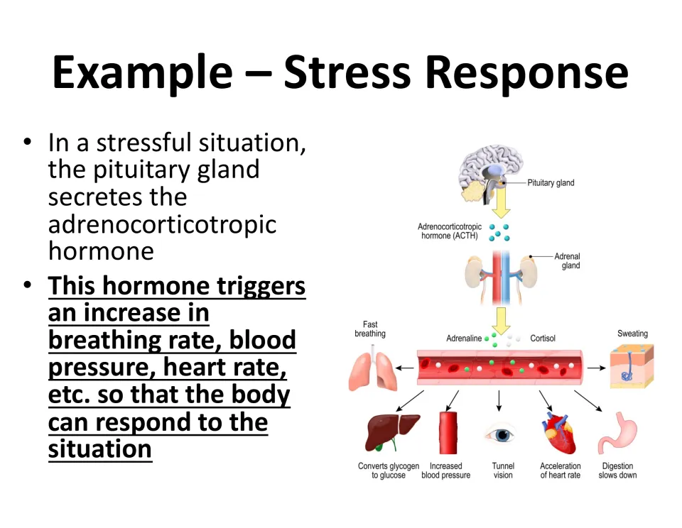 Stress response: pituitary releases ACTH, adrenals release adrenaline and cortisol, raising heart rate and breathing