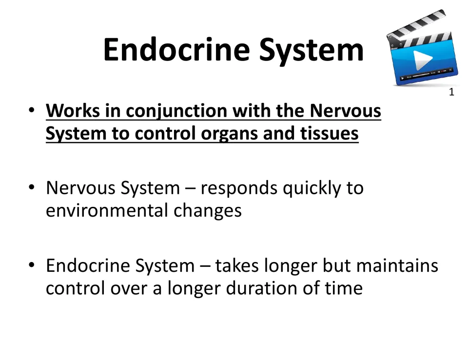 Endocrine vs nervous system: both control organs and tissues; nervous acts quickly, endocrine is slower but lasts longer