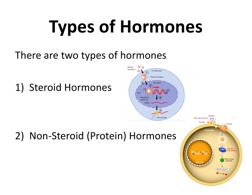 Types of Hormones slide introducing steroid and non-steroid (protein) hormones, each shown with a cell signaling diagram